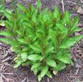 Cardinal flower